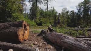 Riverdale, GA Tree Removal Company