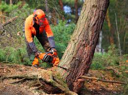 Best Commercial Tree Services  in Riverdale, GA