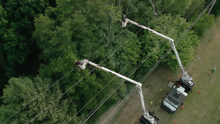 Best Tree Preservation Services  in Riverdale, GA
